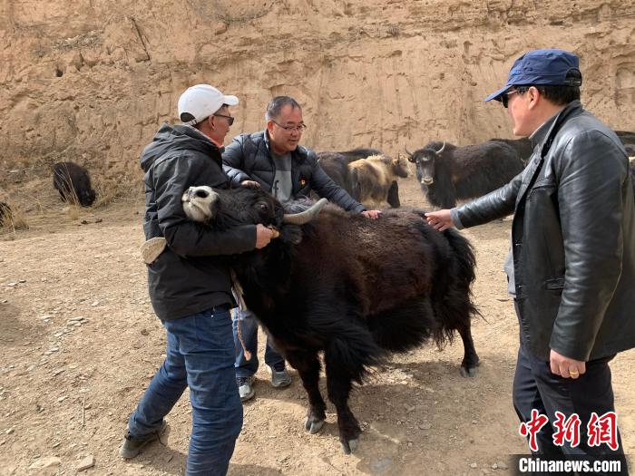 三江源頭“牛博士”：“投入性”養(yǎng)殖造福牧民回饋草地