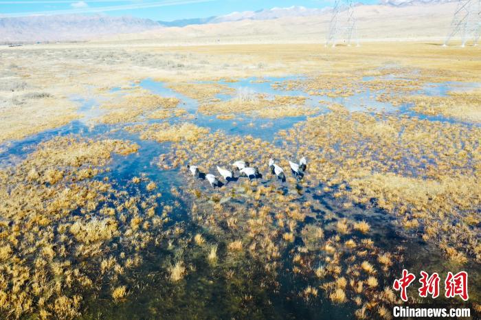 圖為一群黑頸鶴在濕地中央行走。　卡美燕 攝