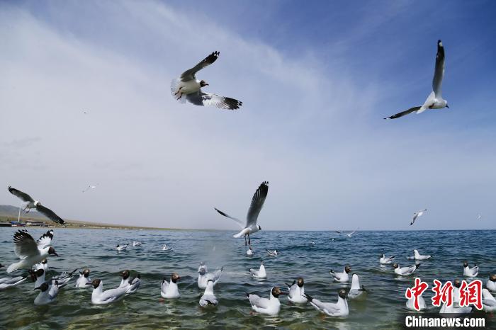 圖為水鳥在青海湖飛翔?！●R銘言 攝