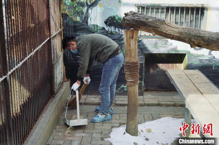 圖為雪豹“奶爸”史壽軍正在打掃豹館衛(wèi)生?！●R銘言 攝