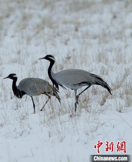 在若爾蓋濕地的蓑羽鶴?！∩袞|機(jī) 攝