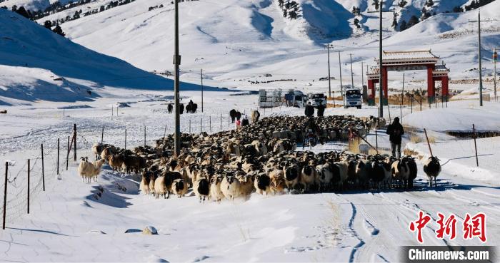 圖為村民在雪地上放牧?！《继m縣融媒體中心供圖