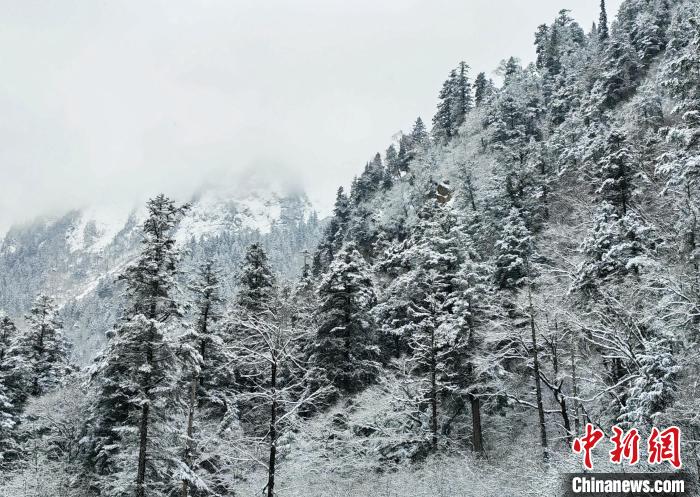 大熊貓國家公園王朗片區(qū)春雪如畫，宛若仙境?！×_春平 攝