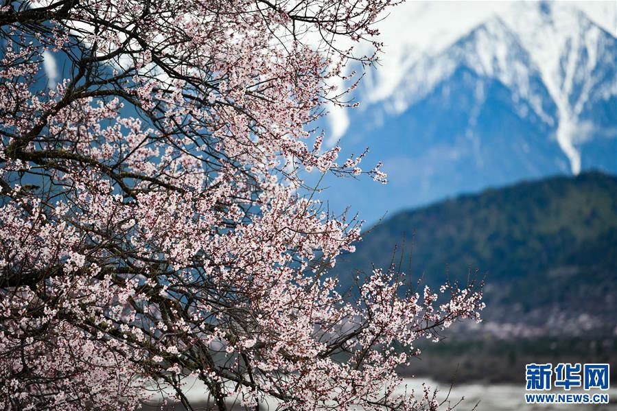 （美麗中國(guó)）（4）西藏林芝桃花盛開