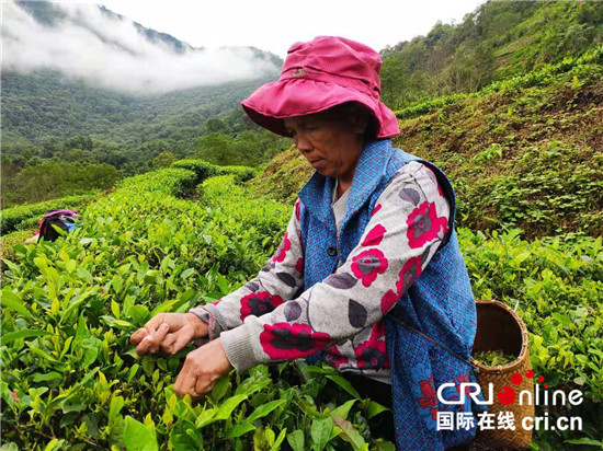 【100年 70載 林芝跨越】西藏墨脫背崩村用小茶葉托起致富夢(mèng)_fororder_08