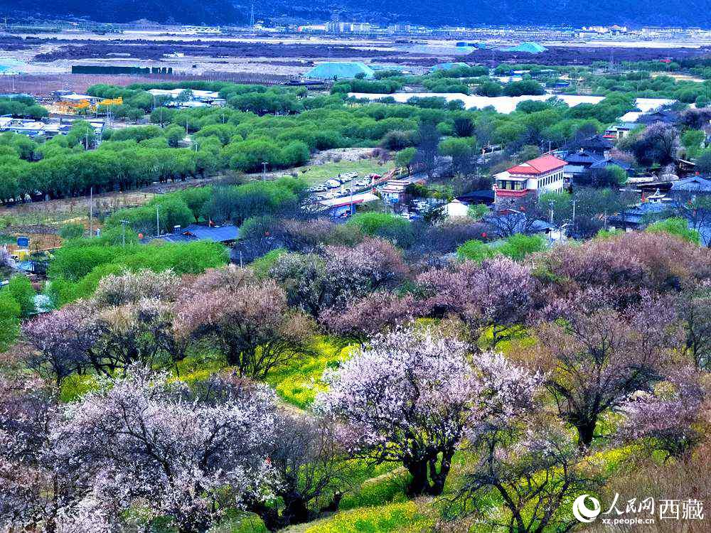 漫山開(kāi)放的野桃花。人民網(wǎng) 李海霞攝