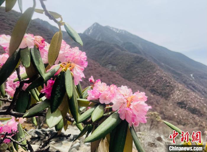 近日，西藏自治區(qū)山南市加查縣索囊溝的杜鵑花競相綻放?！∪轿木?攝