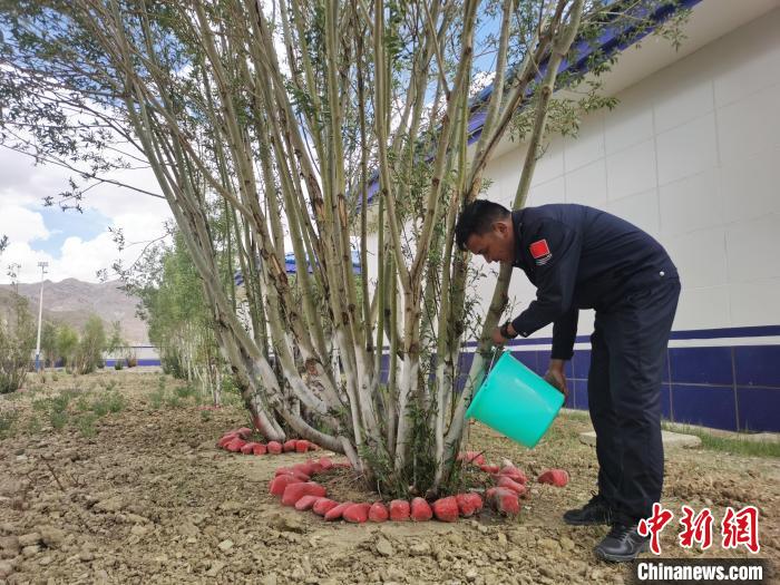 營(yíng)區(qū)綠樹漸蔥蘢見證民警扎根雪域邊疆十余載