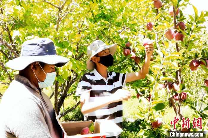 圖為西藏阿里札達縣底雅鄉(xiāng)村民在自家果園采摘果實?！“⑼?攝