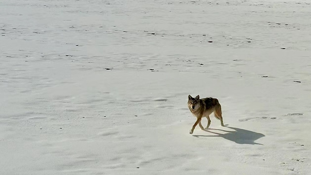 雪地里的阿里“狼”。