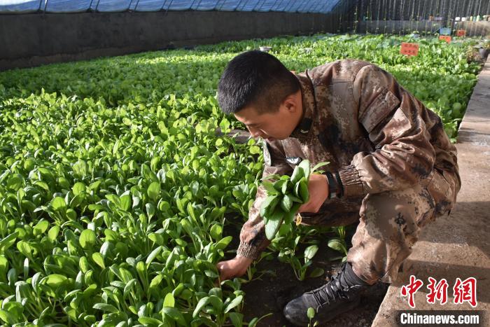 圖為阿里軍分區(qū)某邊防團(tuán)官兵在溫室摘菜?！￡悋[岳 攝