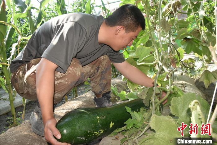 圖為阿里軍分區(qū)某邊防團官兵在溫室摘菜?！￡悋[岳 攝