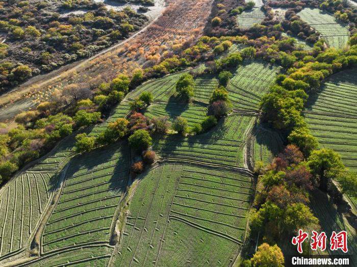 圖為11月8日，雅魯藏布江畔的高原梯田?！《拘?攝