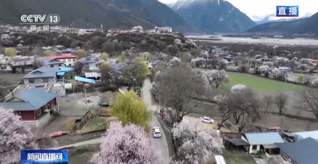 西藏林芝：巍峨雪山阡陌良田 桃花谷春色驚艷