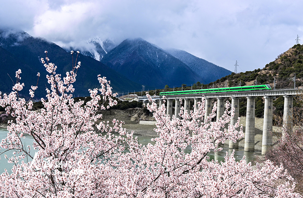 西藏林芝：雪域高原列車穿越花?！?】