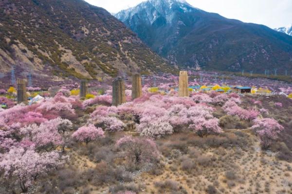 人間桃花源！林芝桃花有多絕？