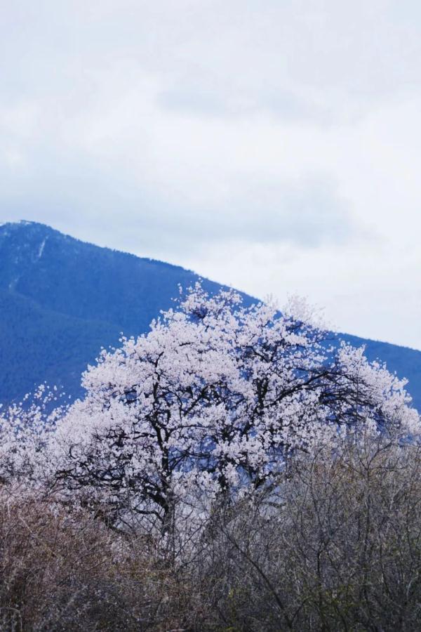 人間桃花源！林芝桃花有多絕？