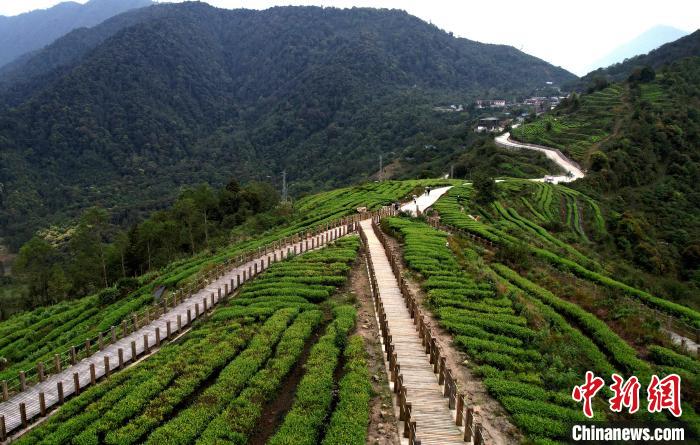 圖為西藏林芝市墨脫縣背崩鄉(xiāng)格林村山頂?shù)木坝^茶園。(無(wú)人機(jī)照片) 李林 攝