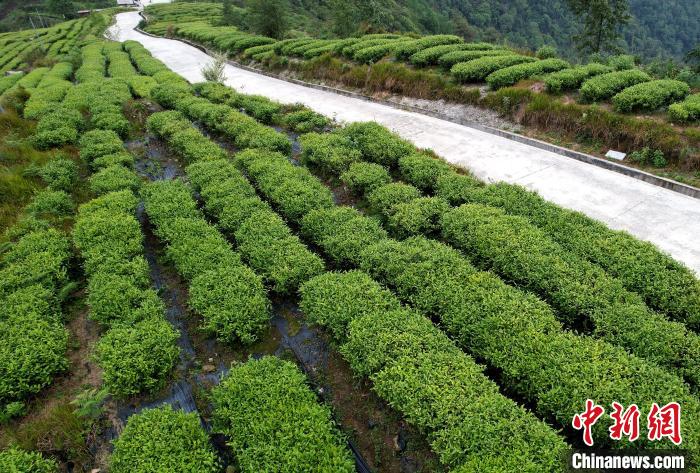 圖為西藏林芝市墨脫縣背崩鄉(xiāng)格林村山頂?shù)木坝^茶園。(無(wú)人機(jī)照片) 李林 攝