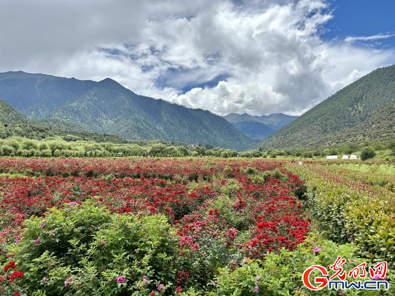 我們的家園丨工布花谷：高原花開香飄全國，產(chǎn)業(yè)經(jīng)濟(jì)增收致富