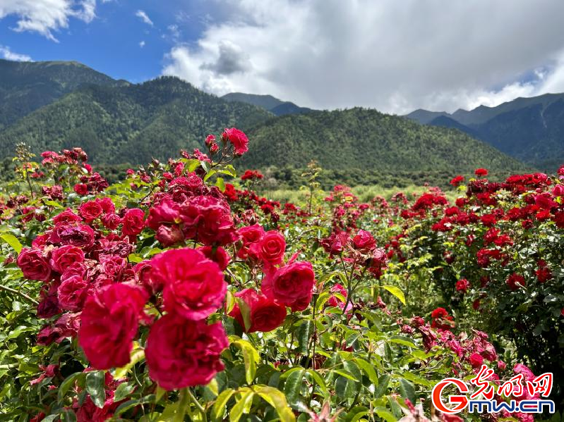 我們的家園丨工布花谷：高原花開香飄全國(guó)，產(chǎn)業(yè)經(jīng)濟(jì)增收致富