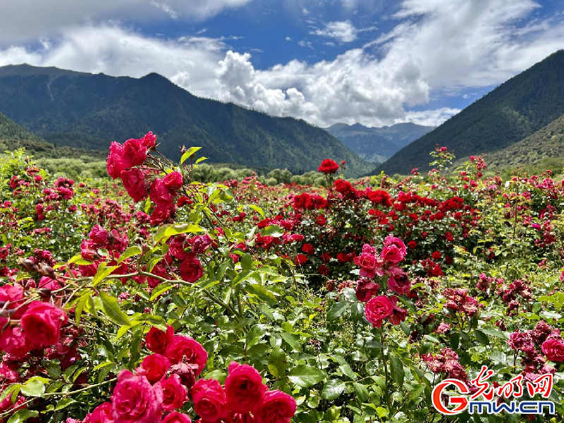 我們的家園丨【組圖】 綠水青山入畫，“金山銀山”筑起