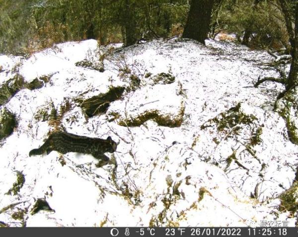 西藏色季拉山發(fā)現雪豹、白頰獼猴等多種珍稀野生動物