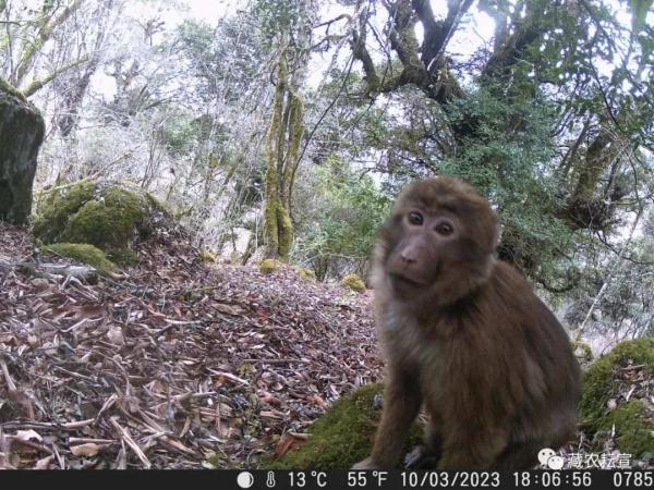 西藏色季拉山發(fā)現雪豹、白頰獼猴等多種珍稀野生動物