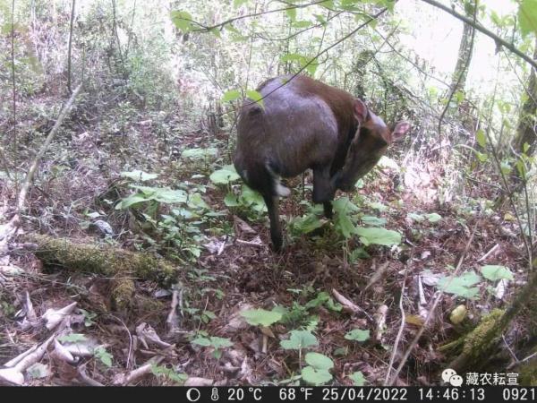 西藏色季拉山發(fā)現雪豹、白頰獼猴等多種珍稀野生動物