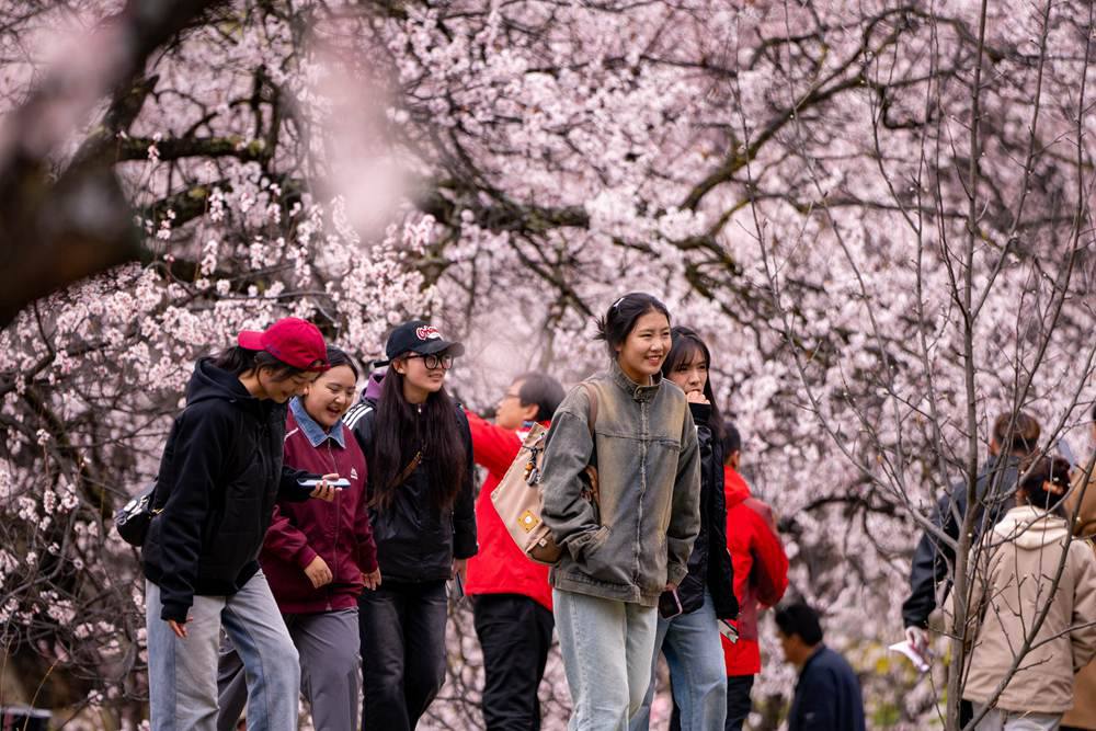 桃花盛開惹人醉，八方游客賞花來。徐馭堯攝